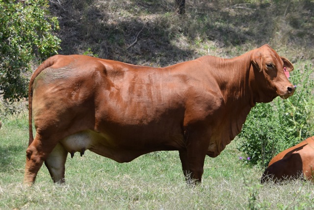 Bryvonlea Susan 1865